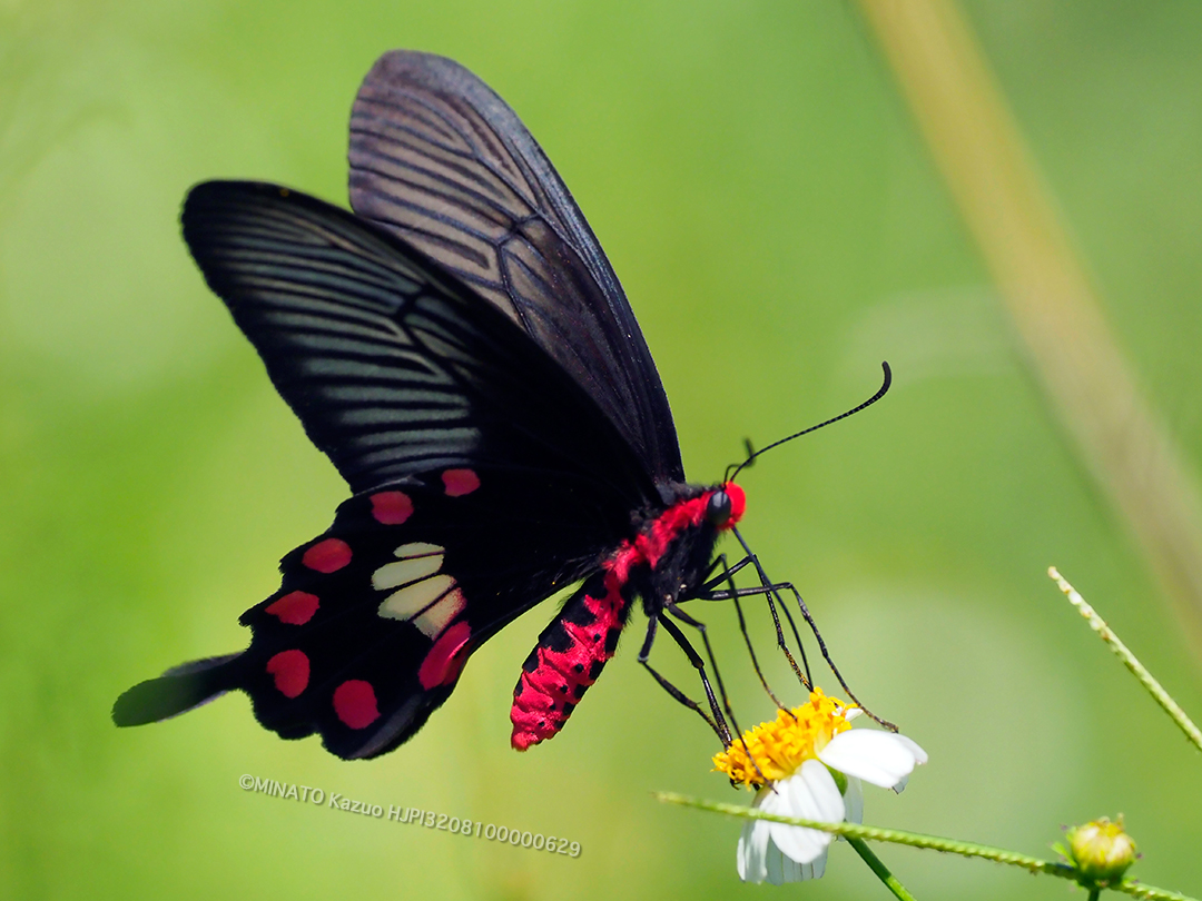 ベニモンアゲハ