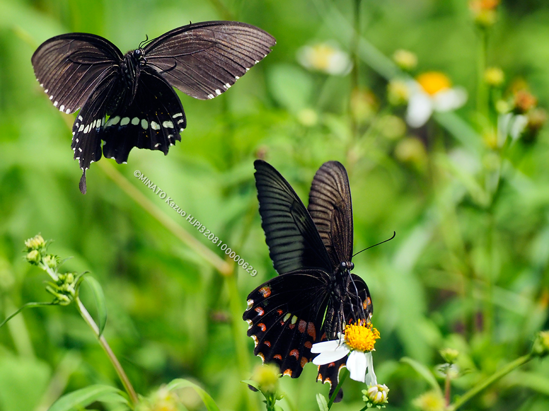 シロオビアゲハ