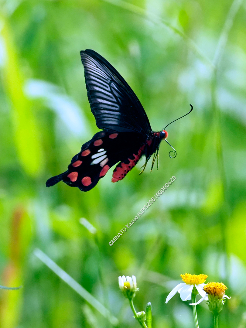 ベニモンアゲハ