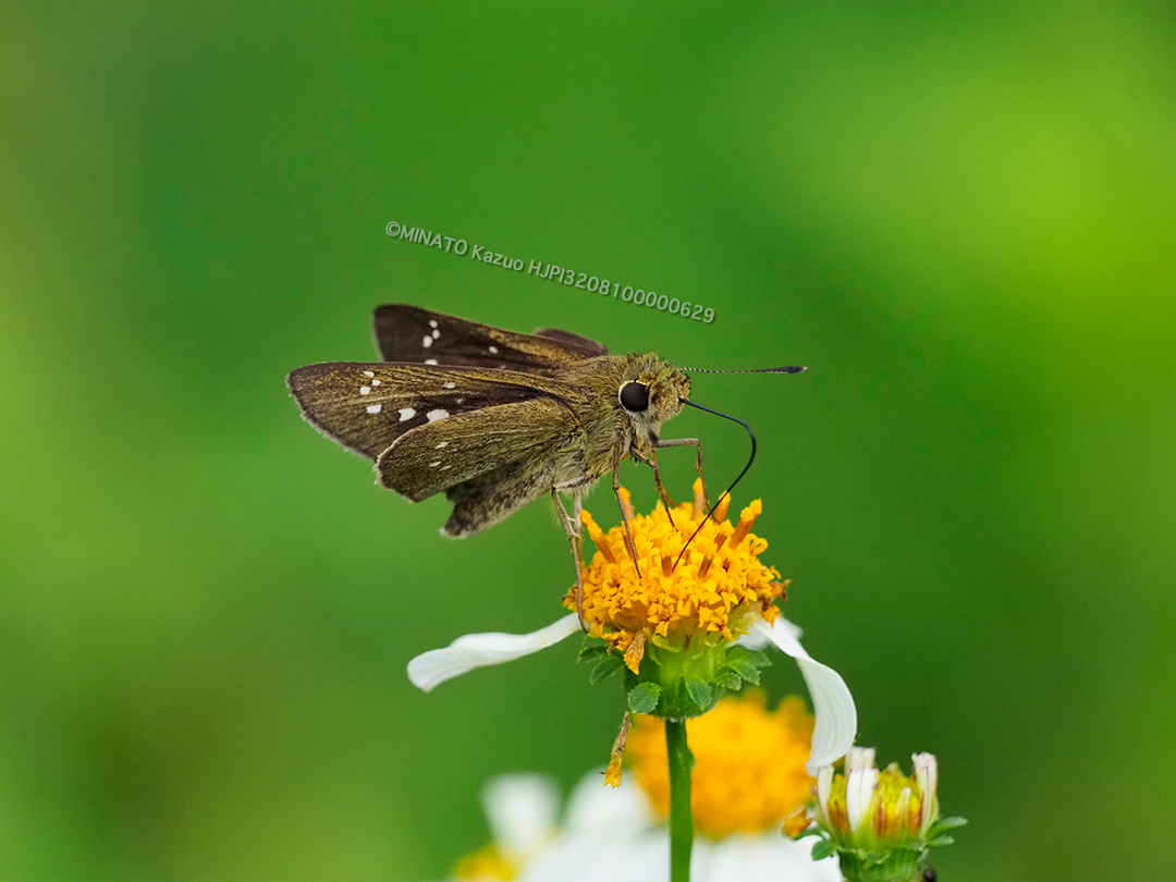 ユウレイセセリ