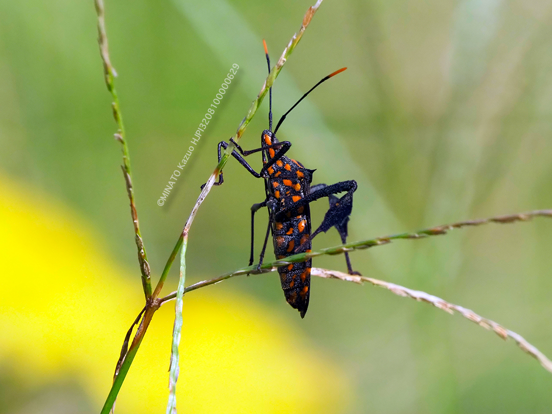 アシビロヘリカメムシ