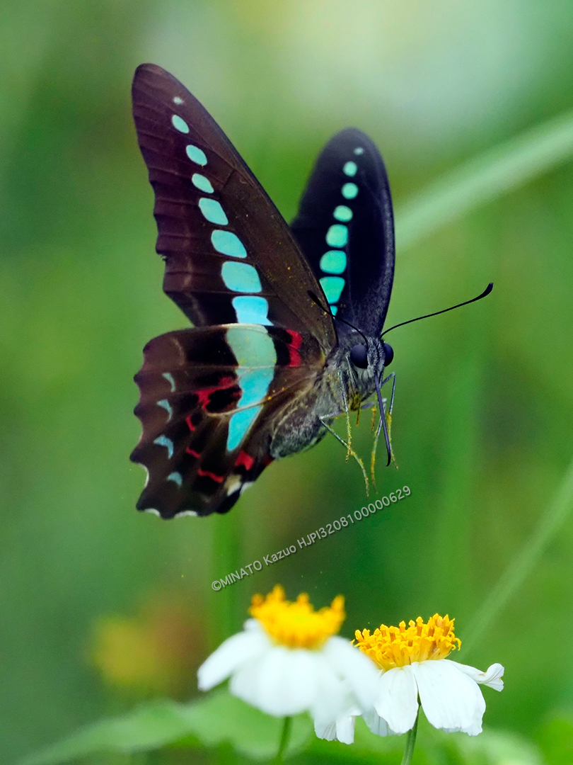 アオスジアゲハ