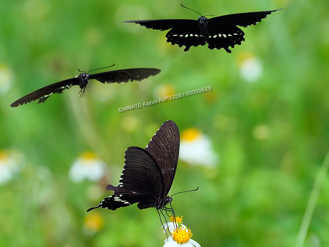 シロオビアゲハ