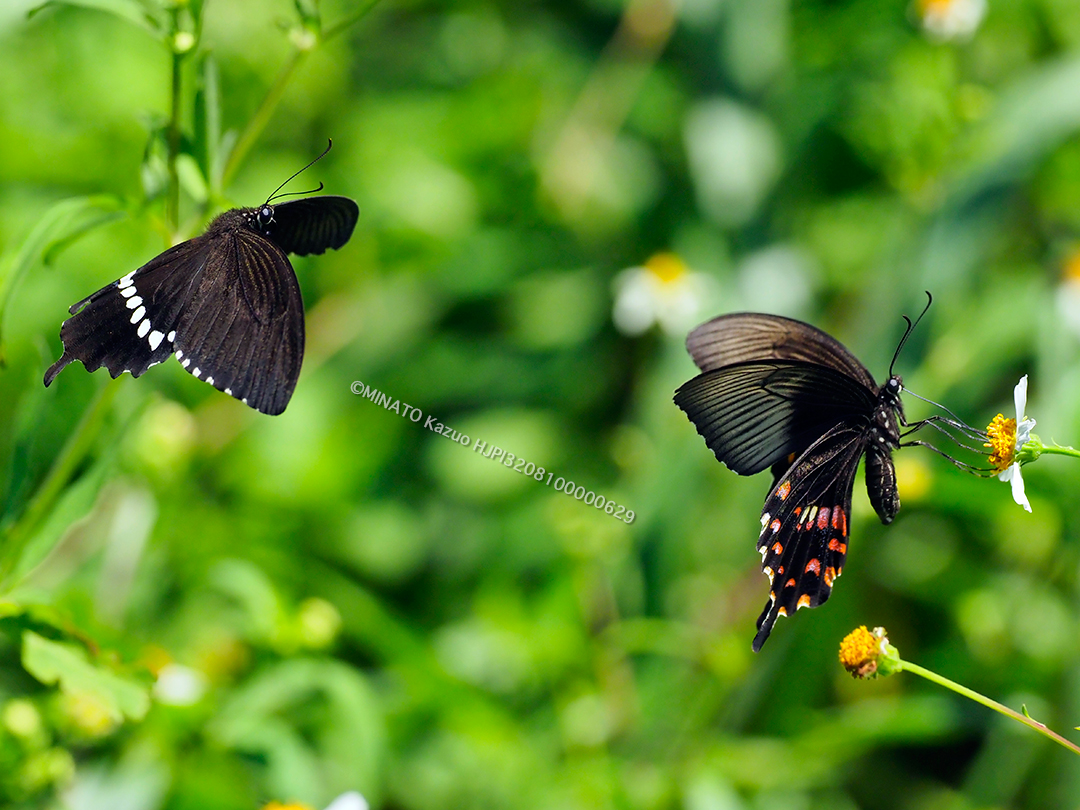 シロオビアゲハ