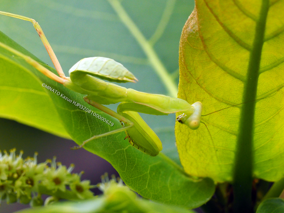 ハラビロカマキリ幼虫