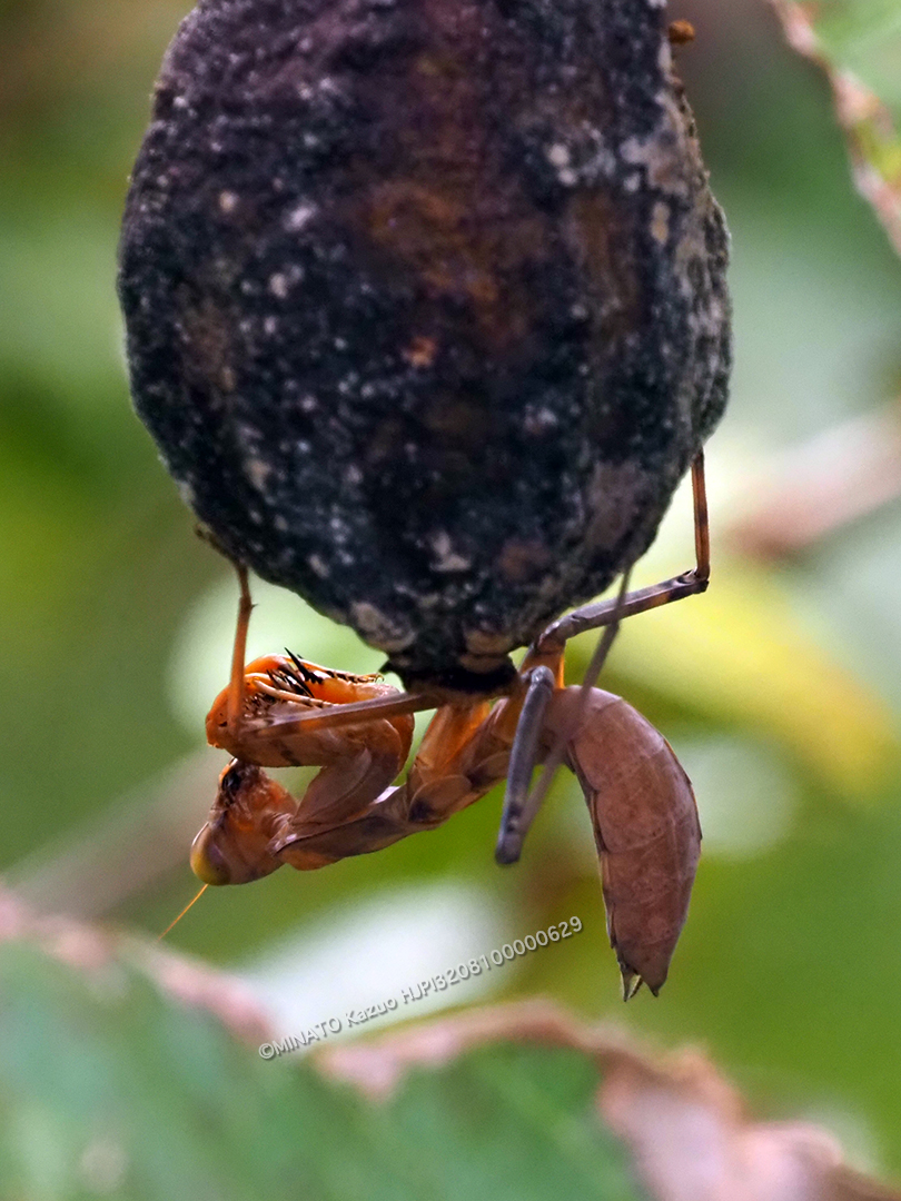ハラビロカマキリ幼虫