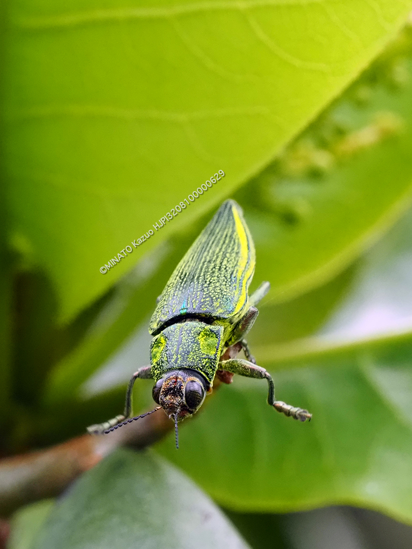 アオムネスジタマムシ