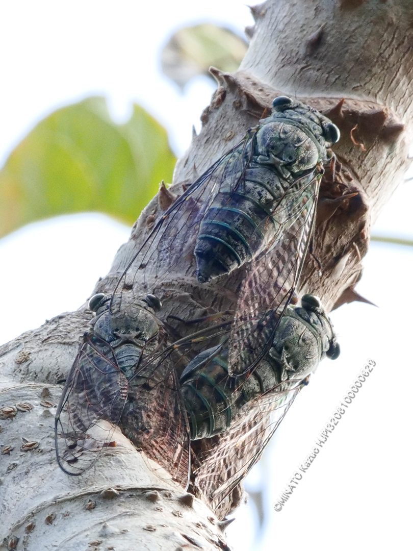 クロイワツクツク