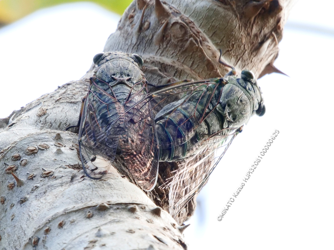 クロイワツクツク