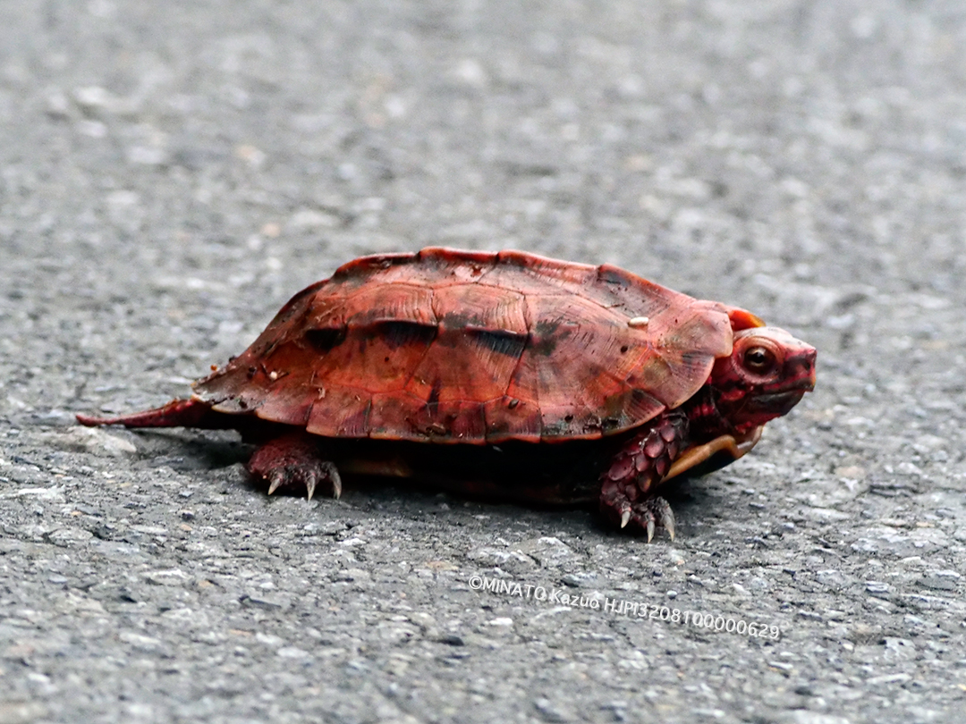 リュウキュウヤマガメ