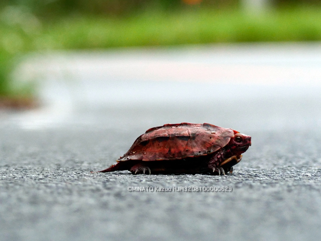 リュウキュウヤマガメ