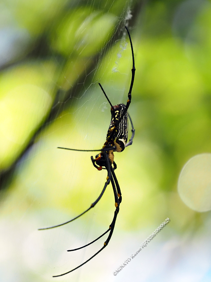 オオジョロウグモ