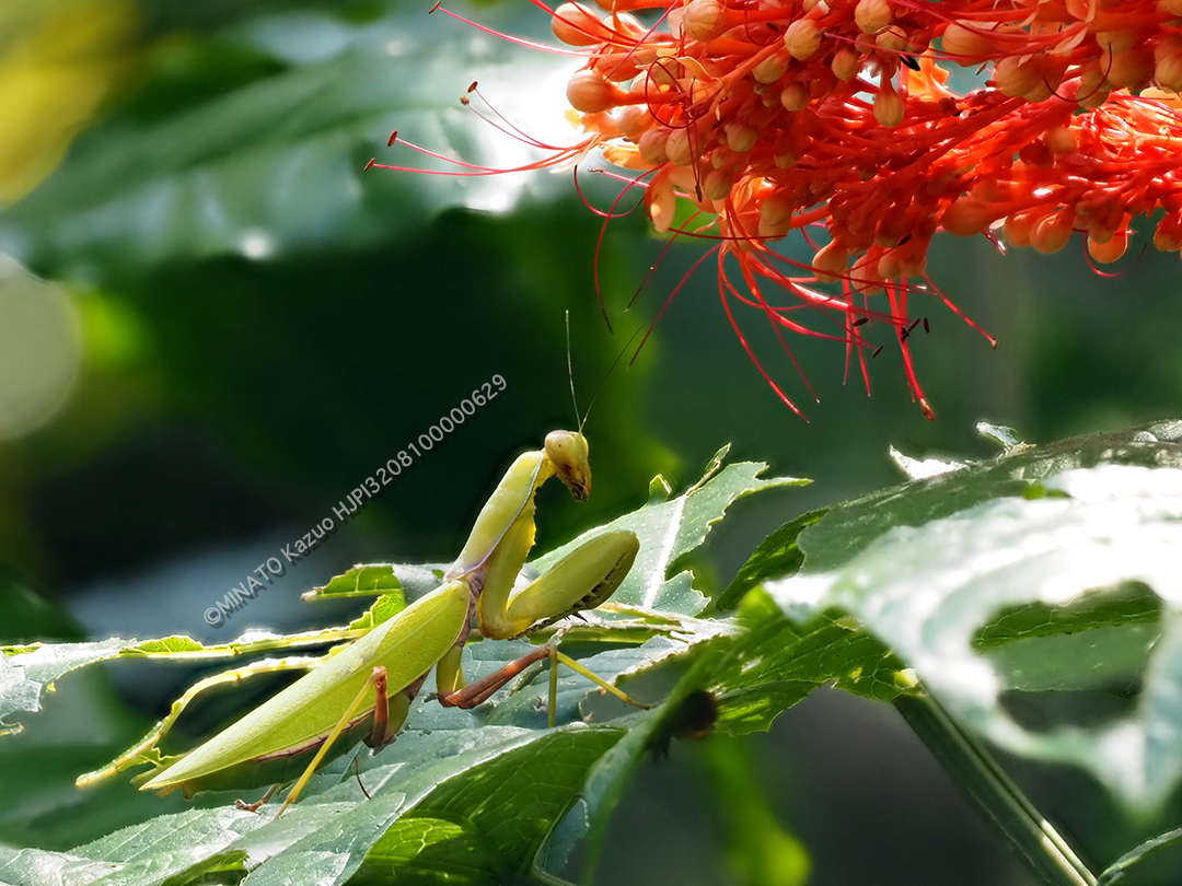 ハラビロカマキリ