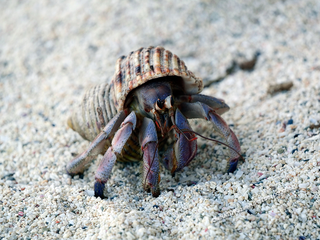 ムラサキオカヤドカリ