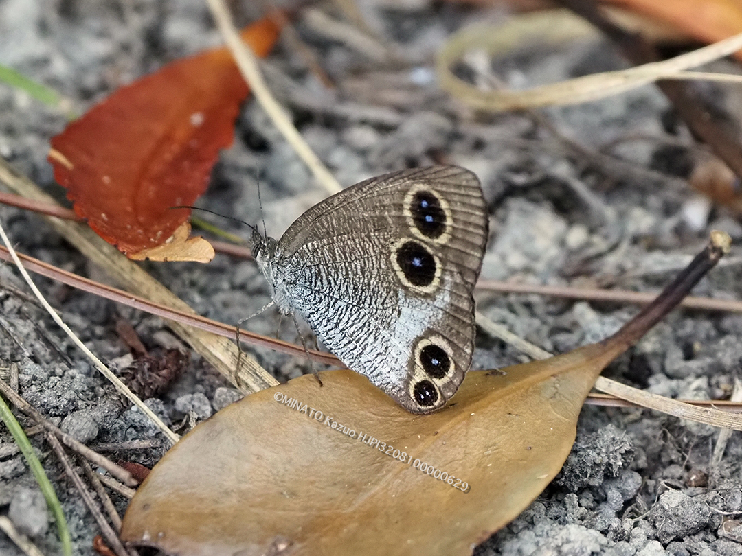 リュウキュウウラナミジャノメ