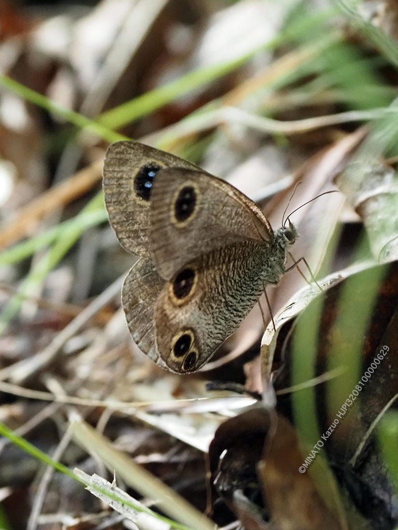 リュウキュウウラナミジャノメ