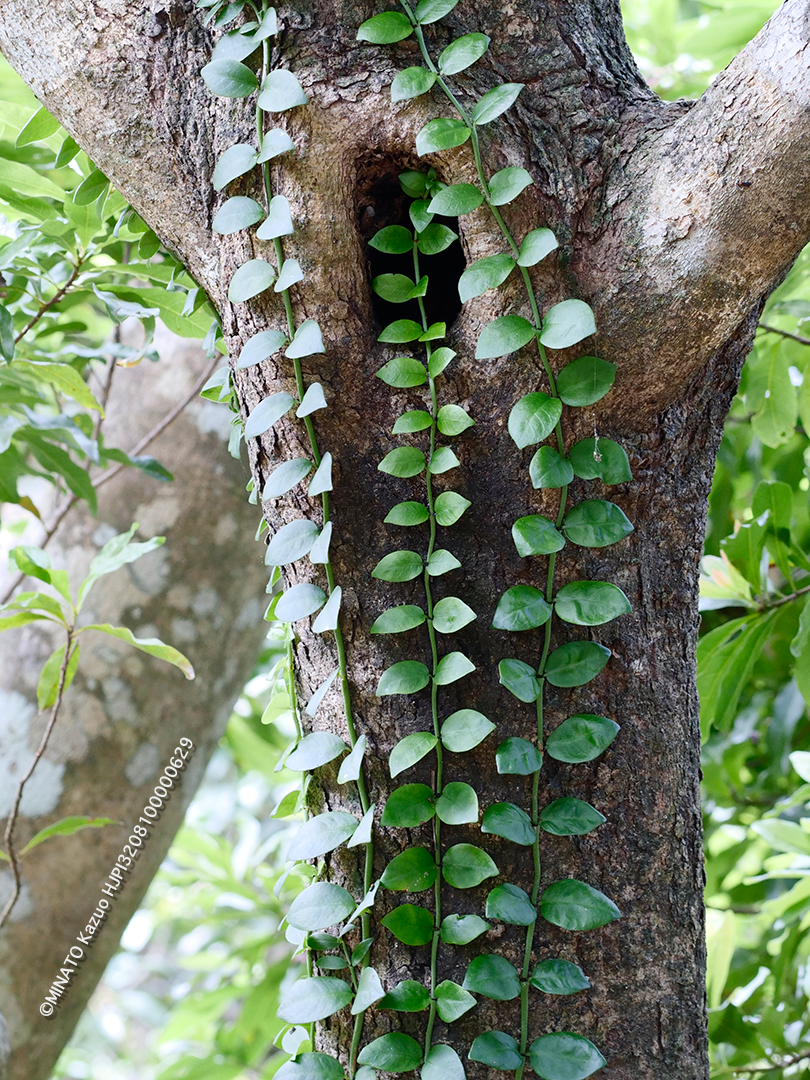 シラタマカズラ