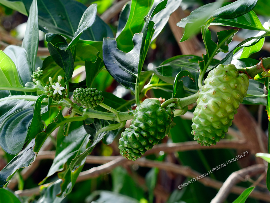 ヤエヤマエノキ