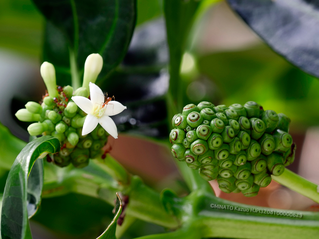 ヤエヤマエノキ