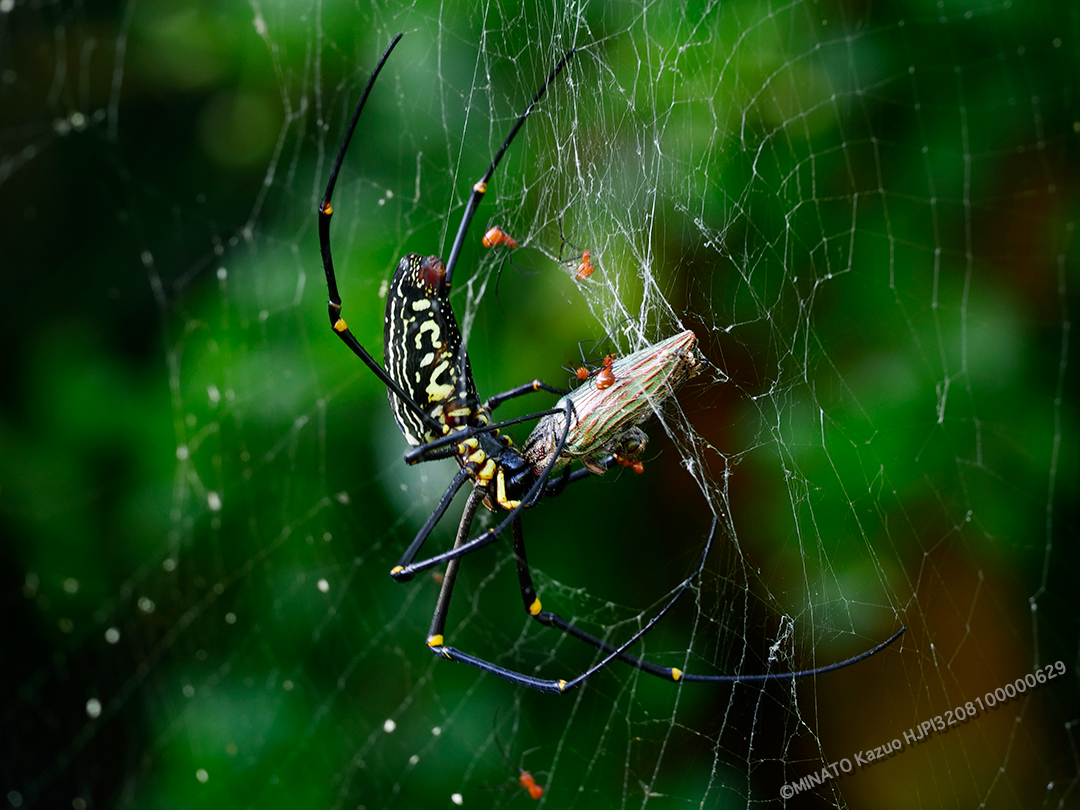 オオジョロウグモ