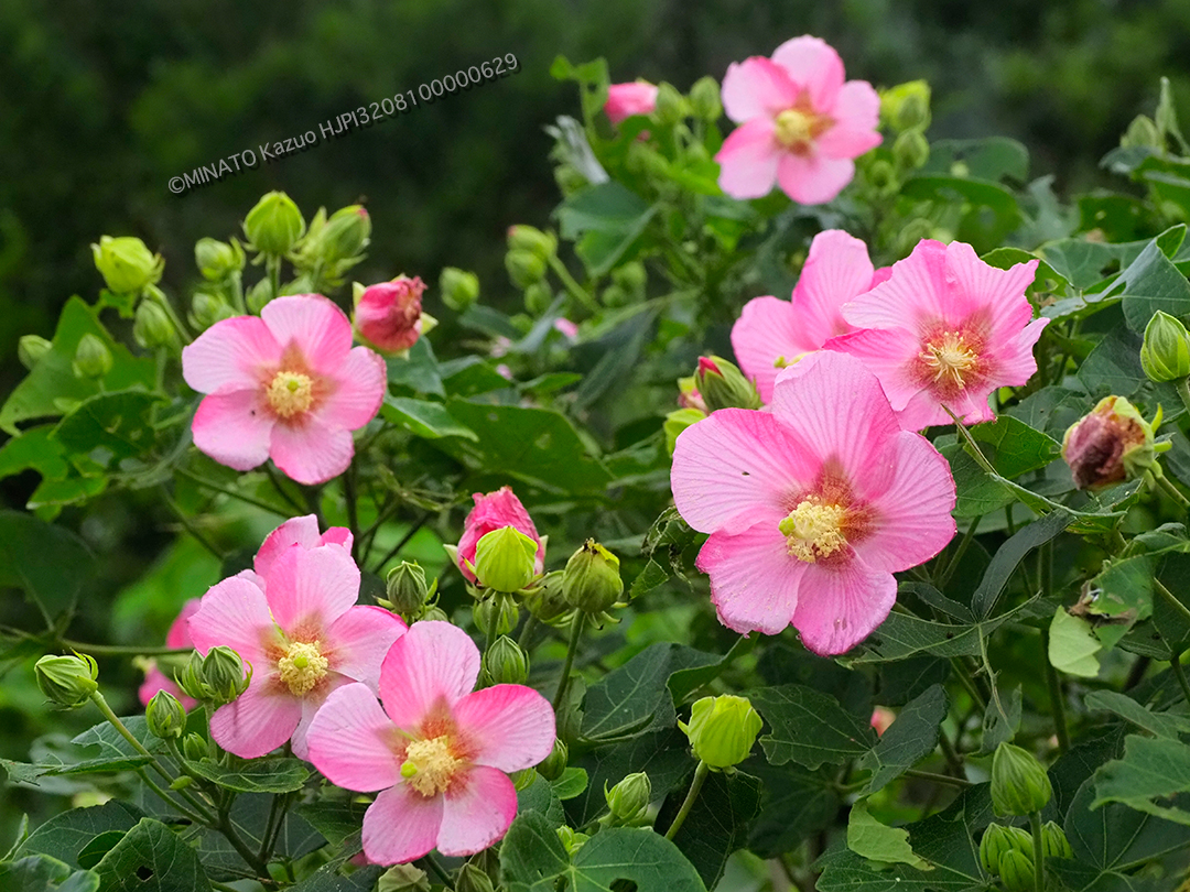 サキシマフヨウ