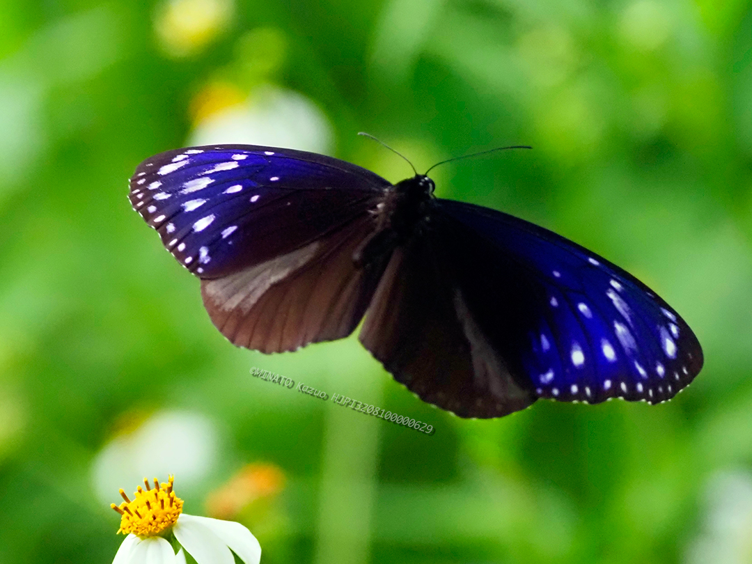 ツマムラサキマダラ雄