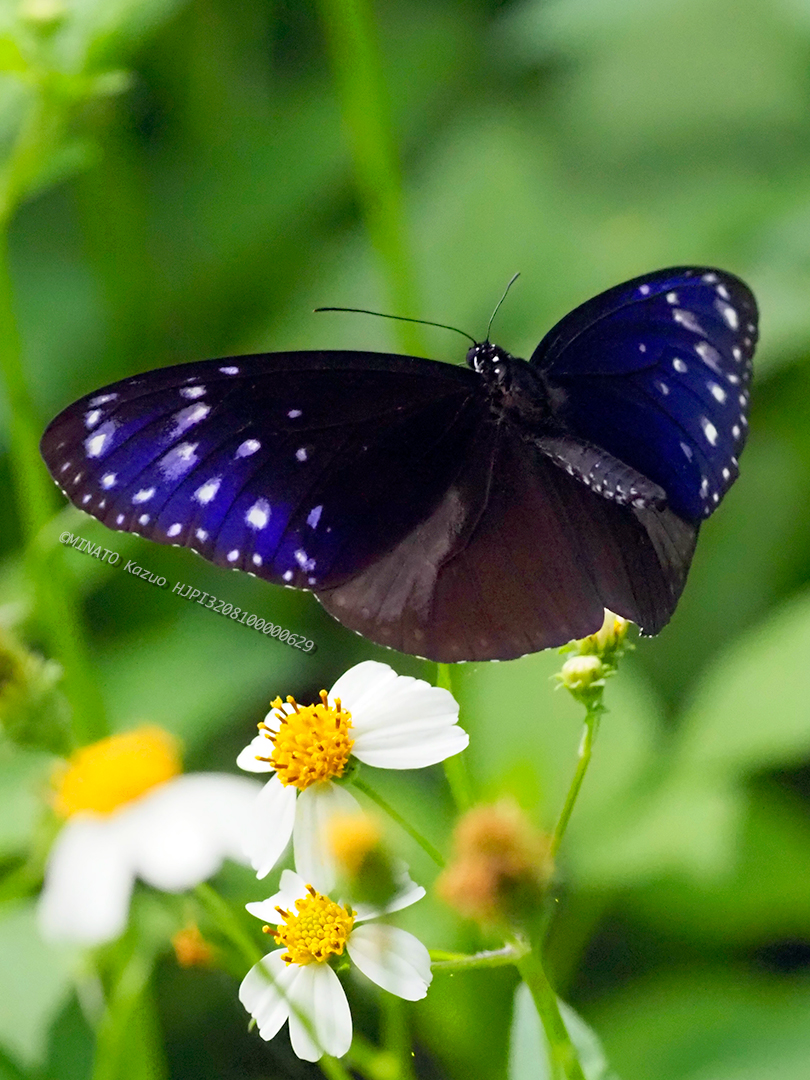 ツマムラサキマダラ雄