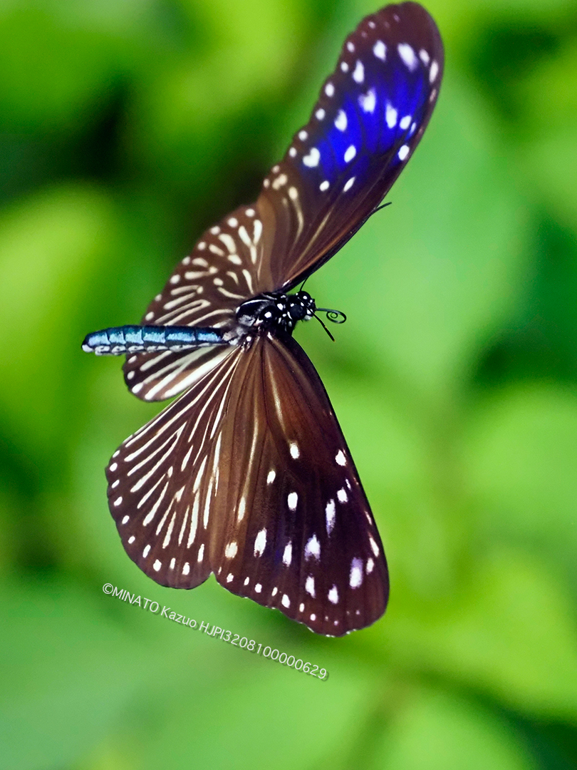 ツマムラサキマダラ雌