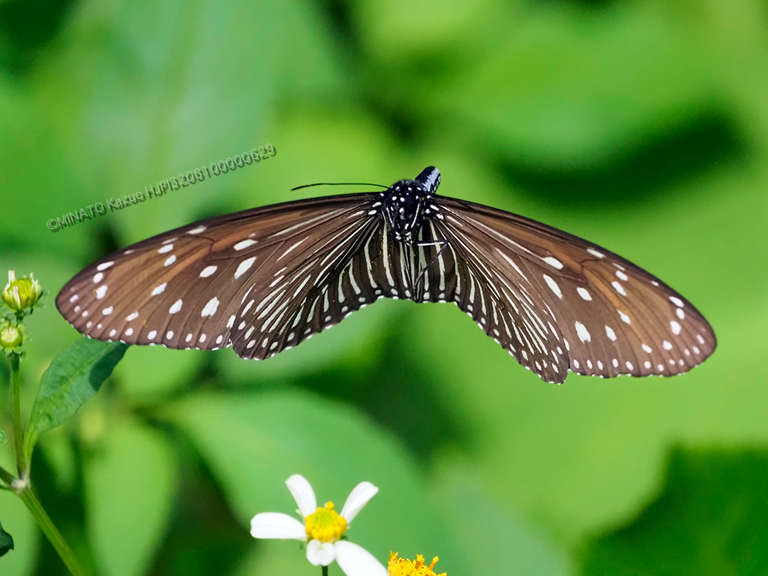 ツマムラサキマダラ雌