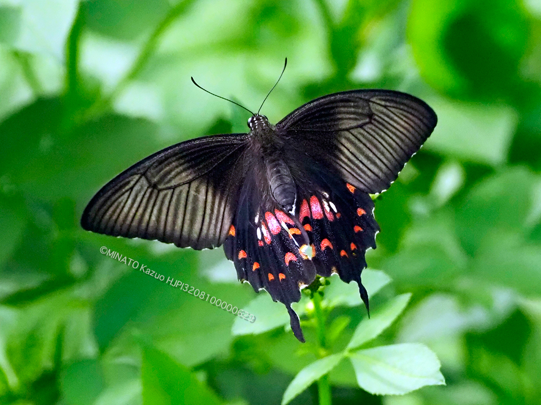 シロオビアゲハ擬態型
