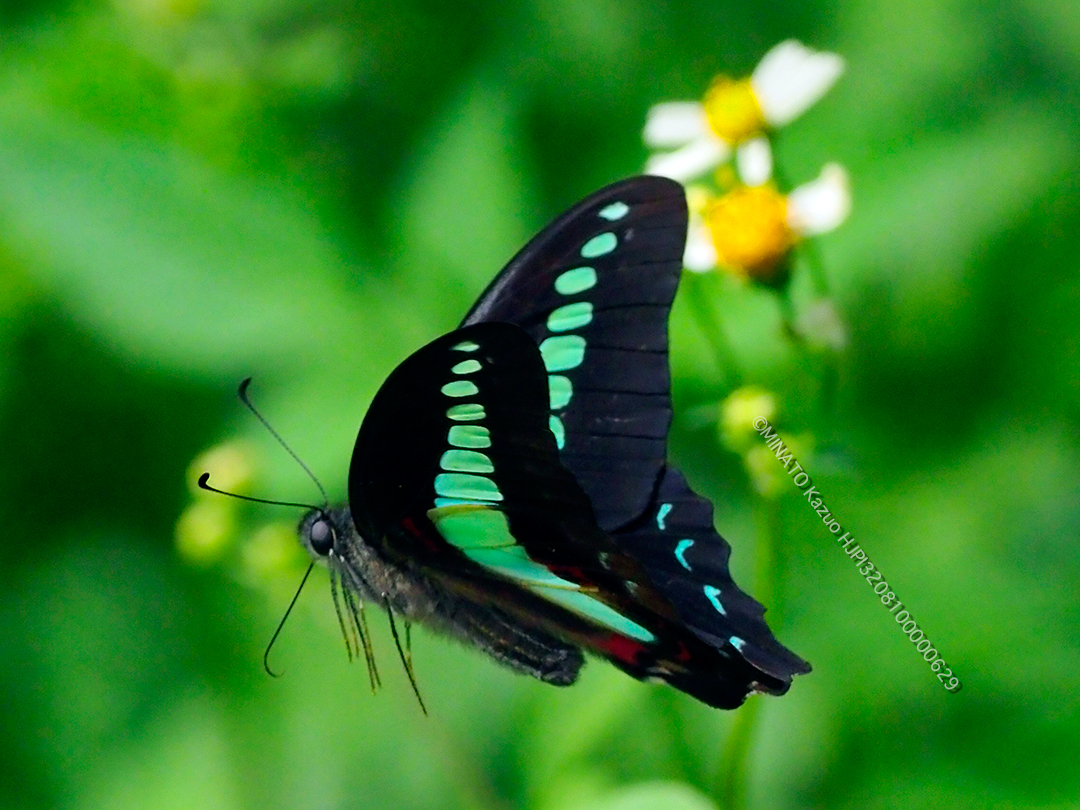 アオスジアゲハ