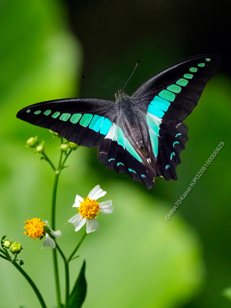 アオスジアゲハ