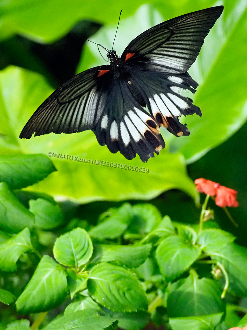 ナガサキアゲハ雌