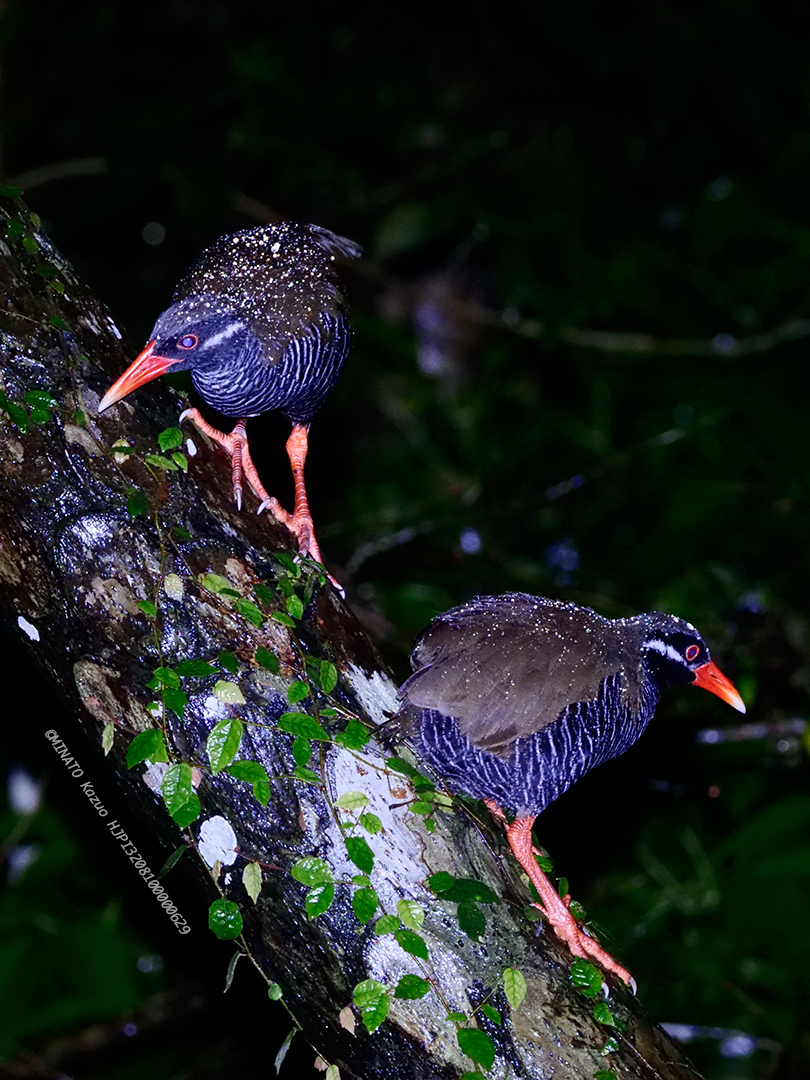 ヤンバルクイナ
