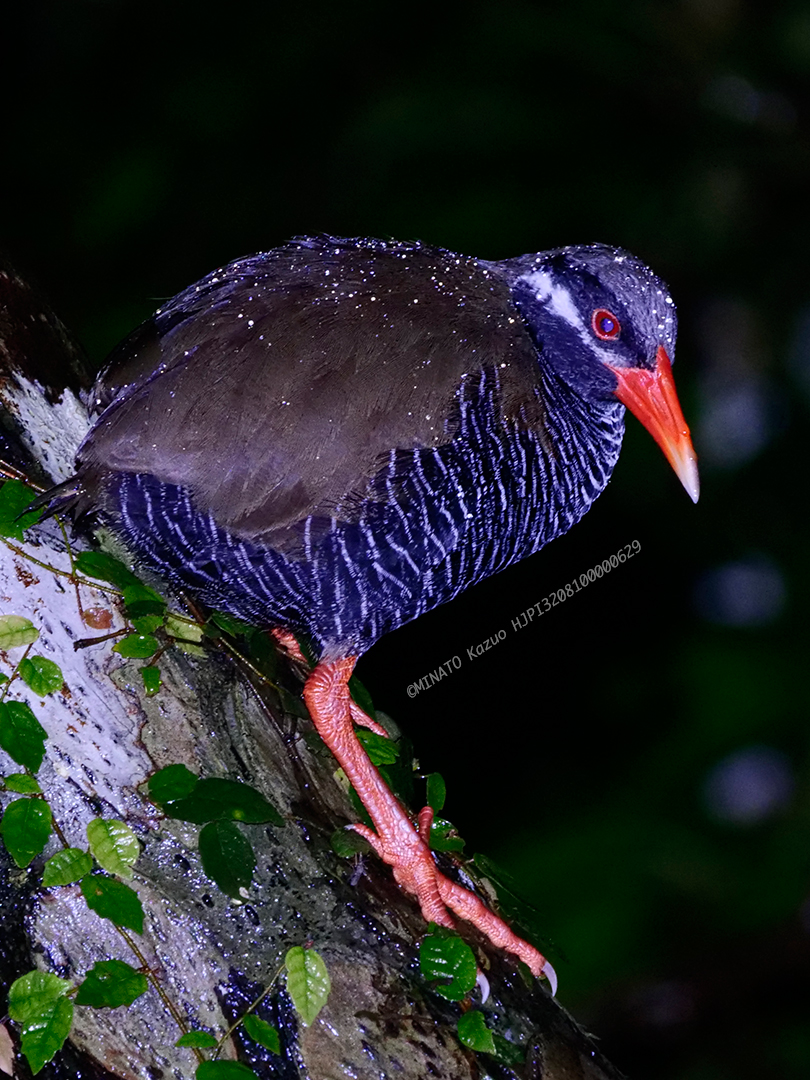 ヤンバルクイナ