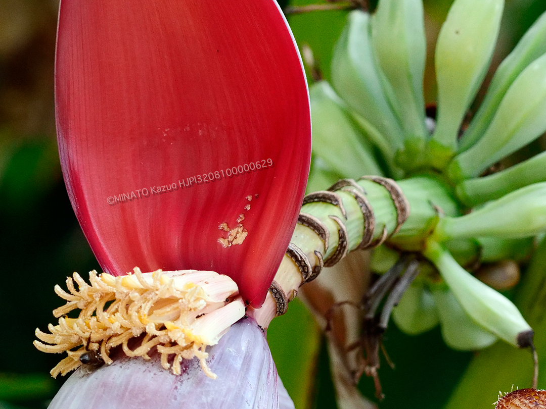 セイヨウミツバチ