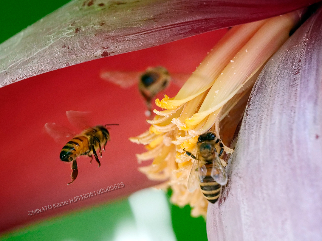 セイヨウミツバチ