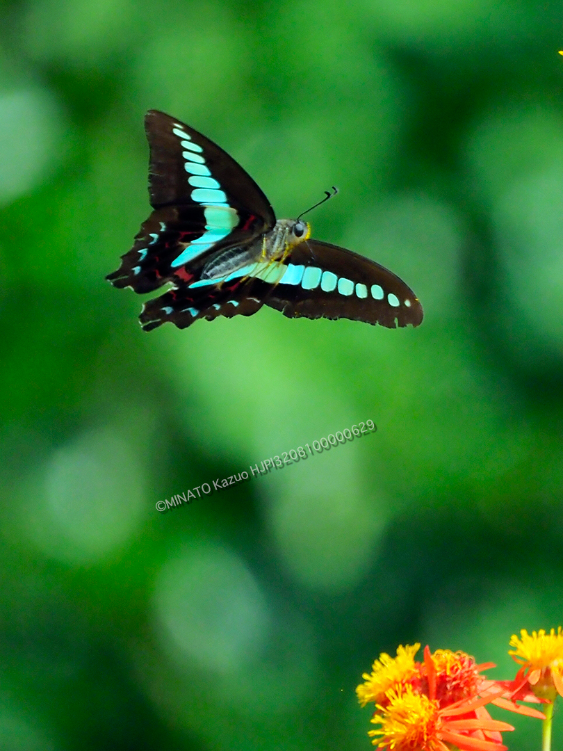 アオスジアゲハ