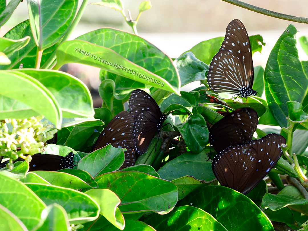 ツマムラサキマダラ