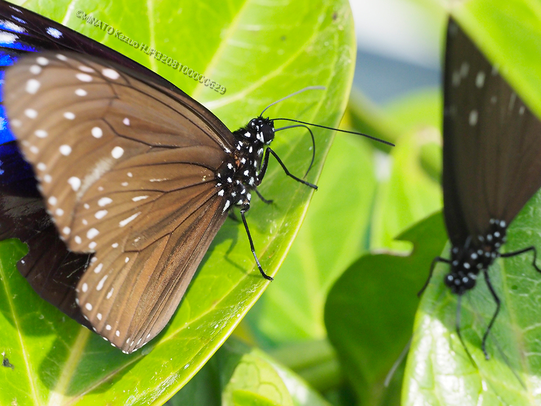 ツマムラサキマダラ