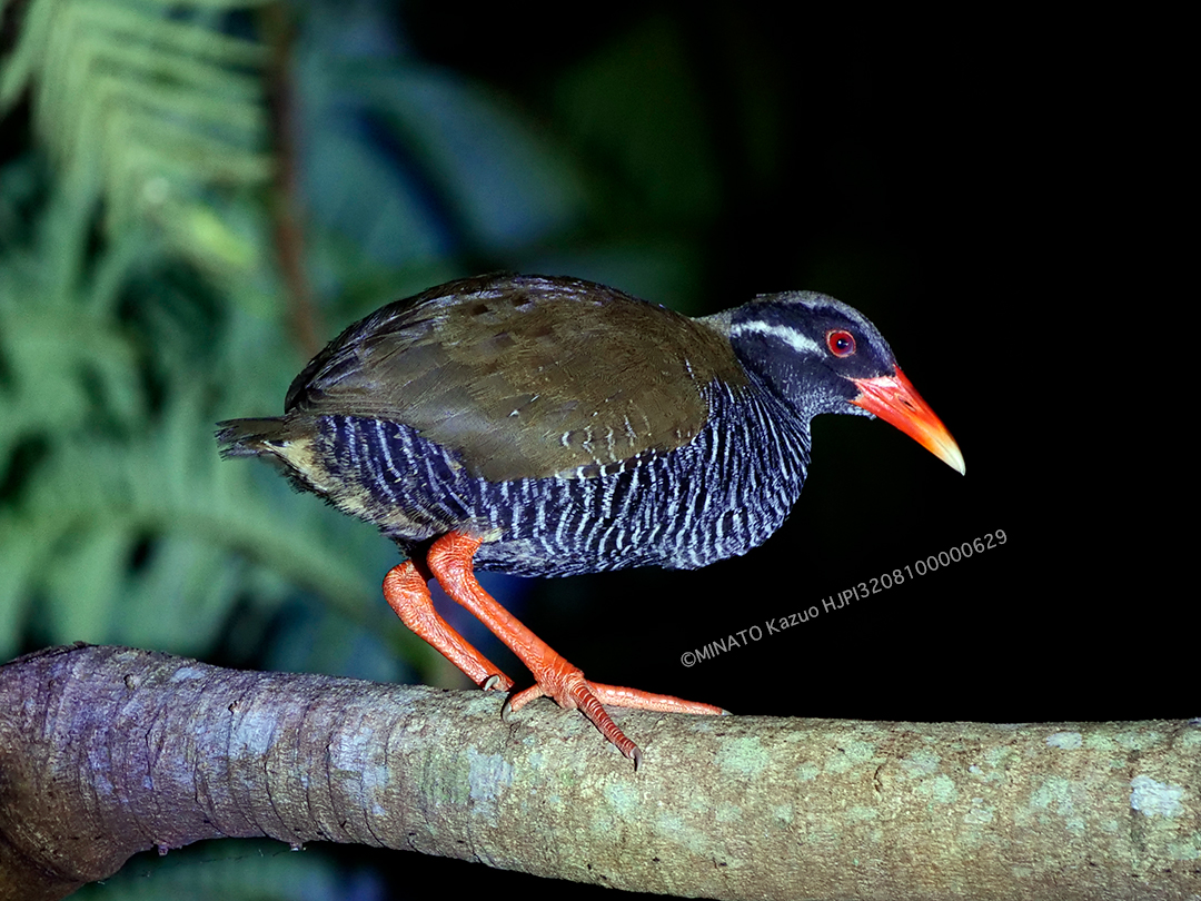 ヤンバルクイナ