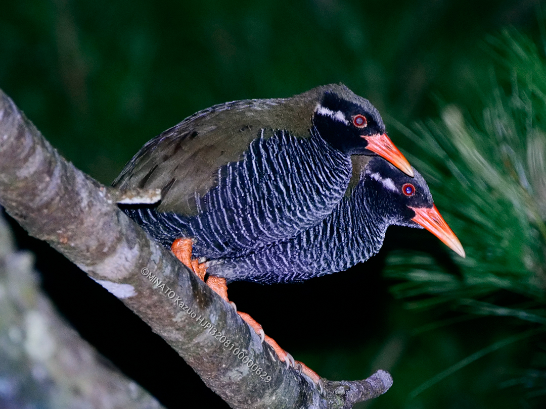 ヤンバルクイナ