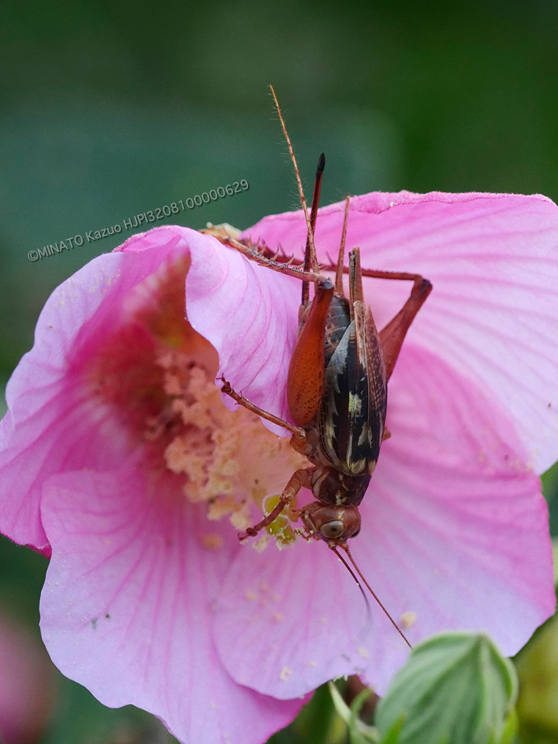 マダラマツムシ