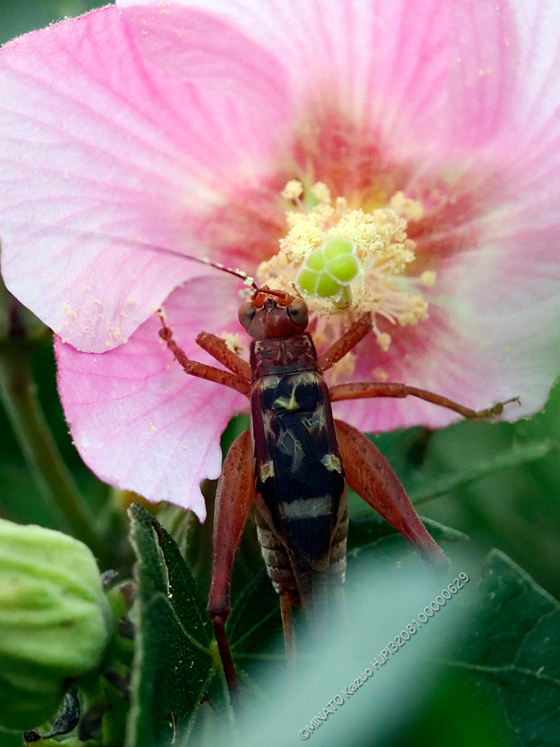 マダラマツムシ