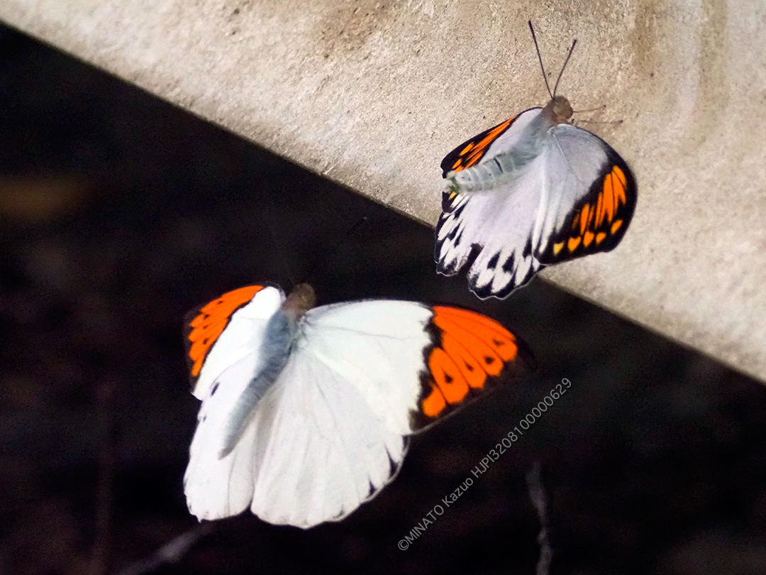 ツマベニチョウ