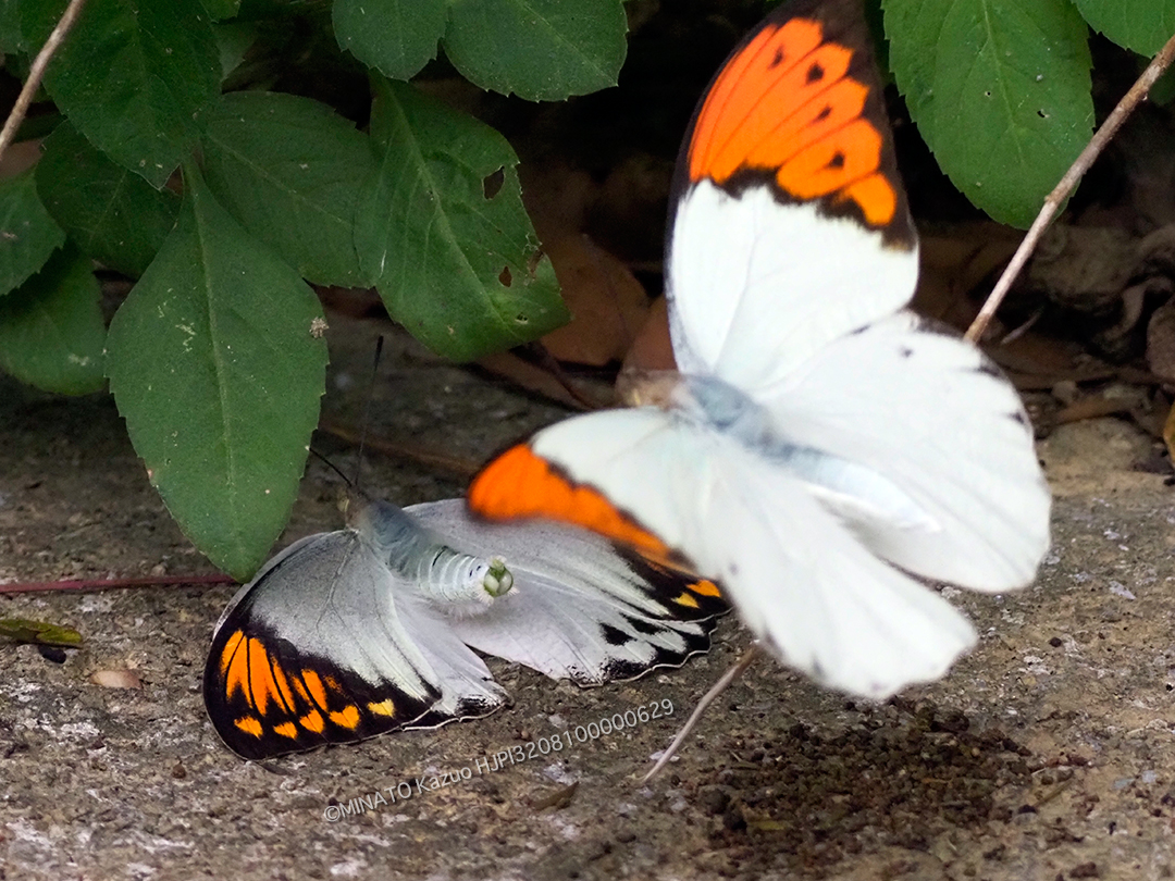 ツマベニチョウ