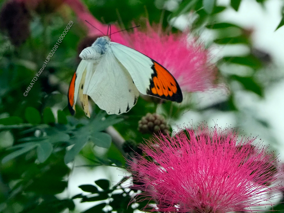 ツマベニチョウ