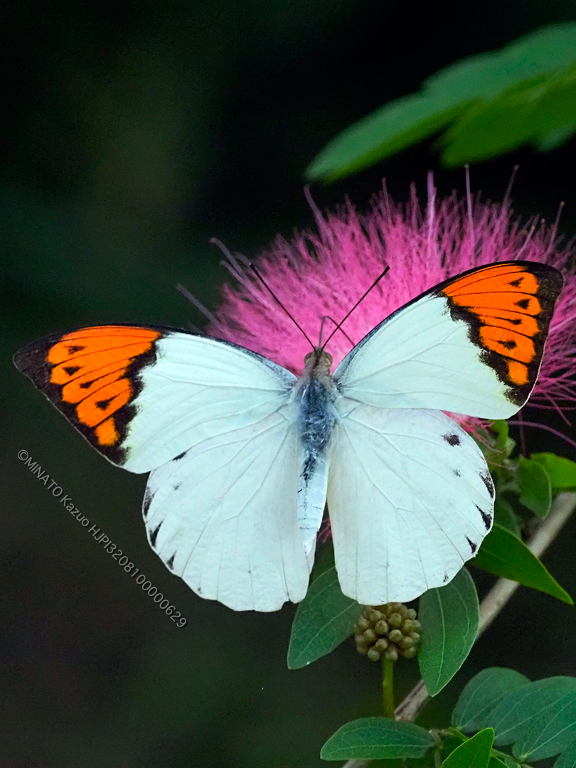 ツマベニチョウ