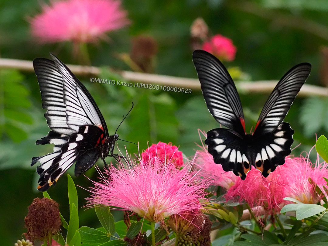 ナガサキアゲハ雌