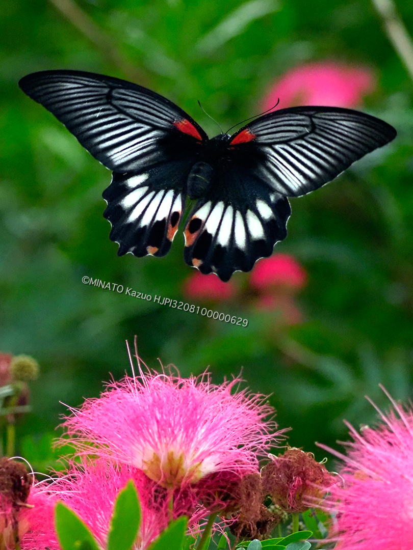 ナガサキアゲハ雌